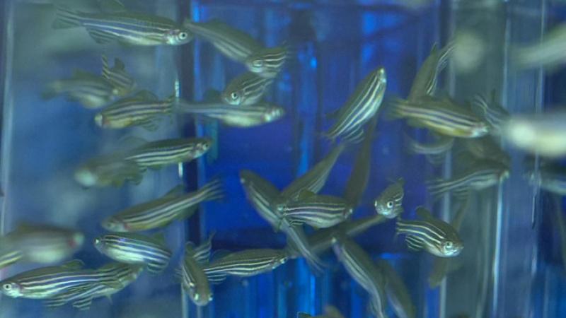 Close up of many zebrafish swimming in a tank.