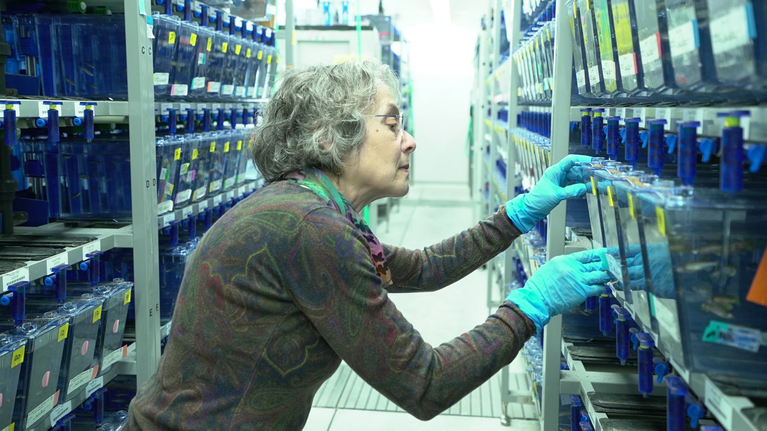 UO biologist Judith Eisen examines a rack of zebrafish tanks
