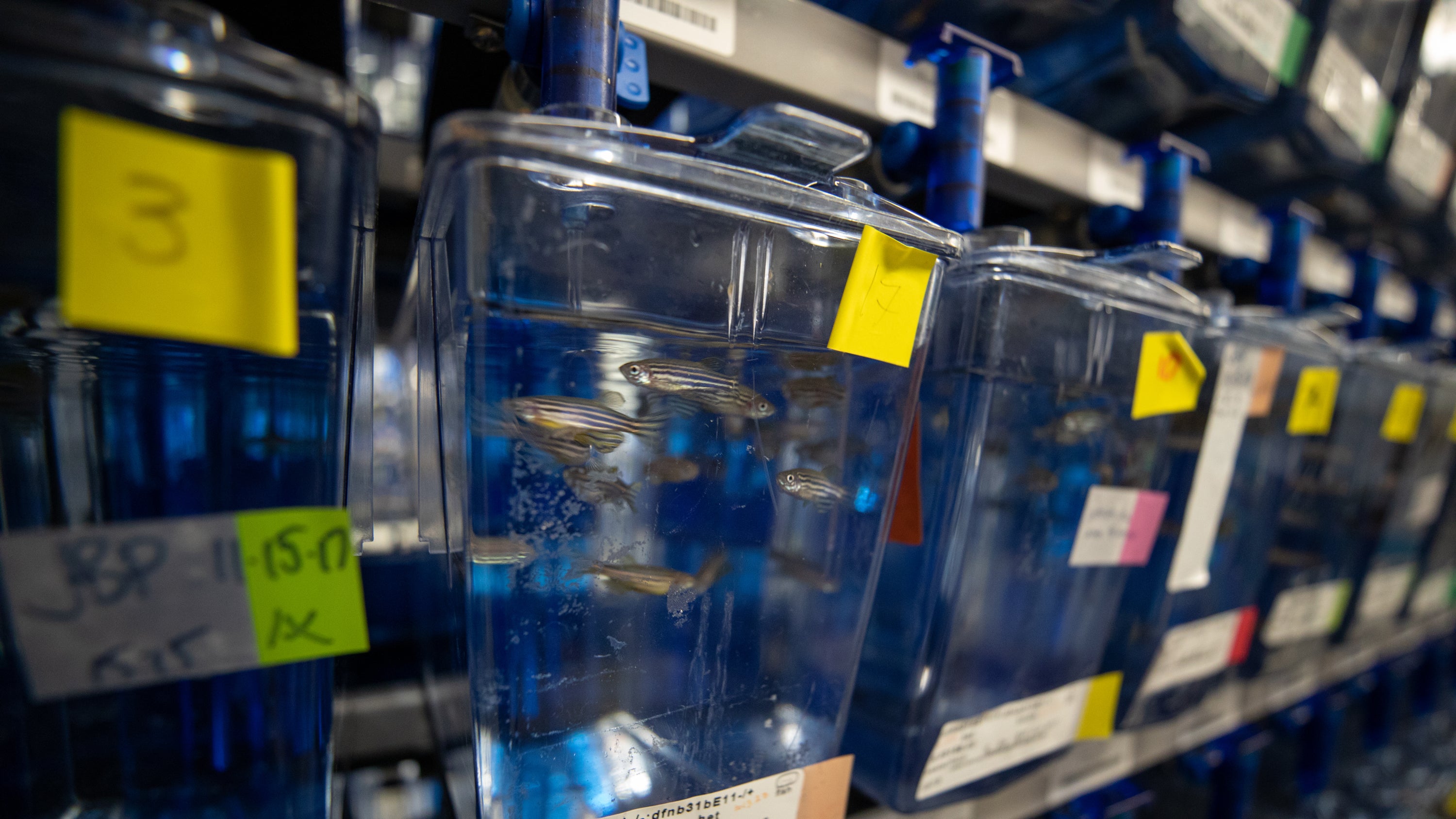Image of zebrafish in tanks with labels