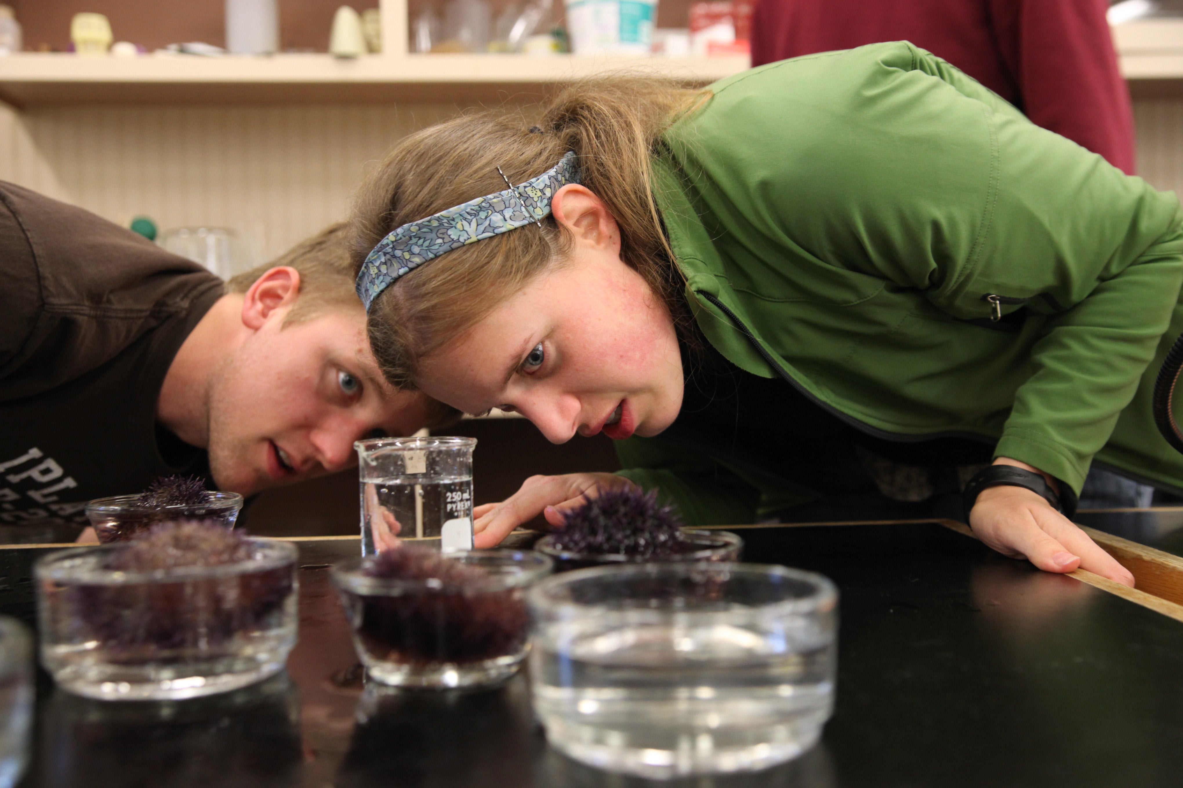 A man and woman working together in a lab setting looking at a purple sea urchin in a petri dish.