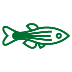 A graphic representation of a zebrafish