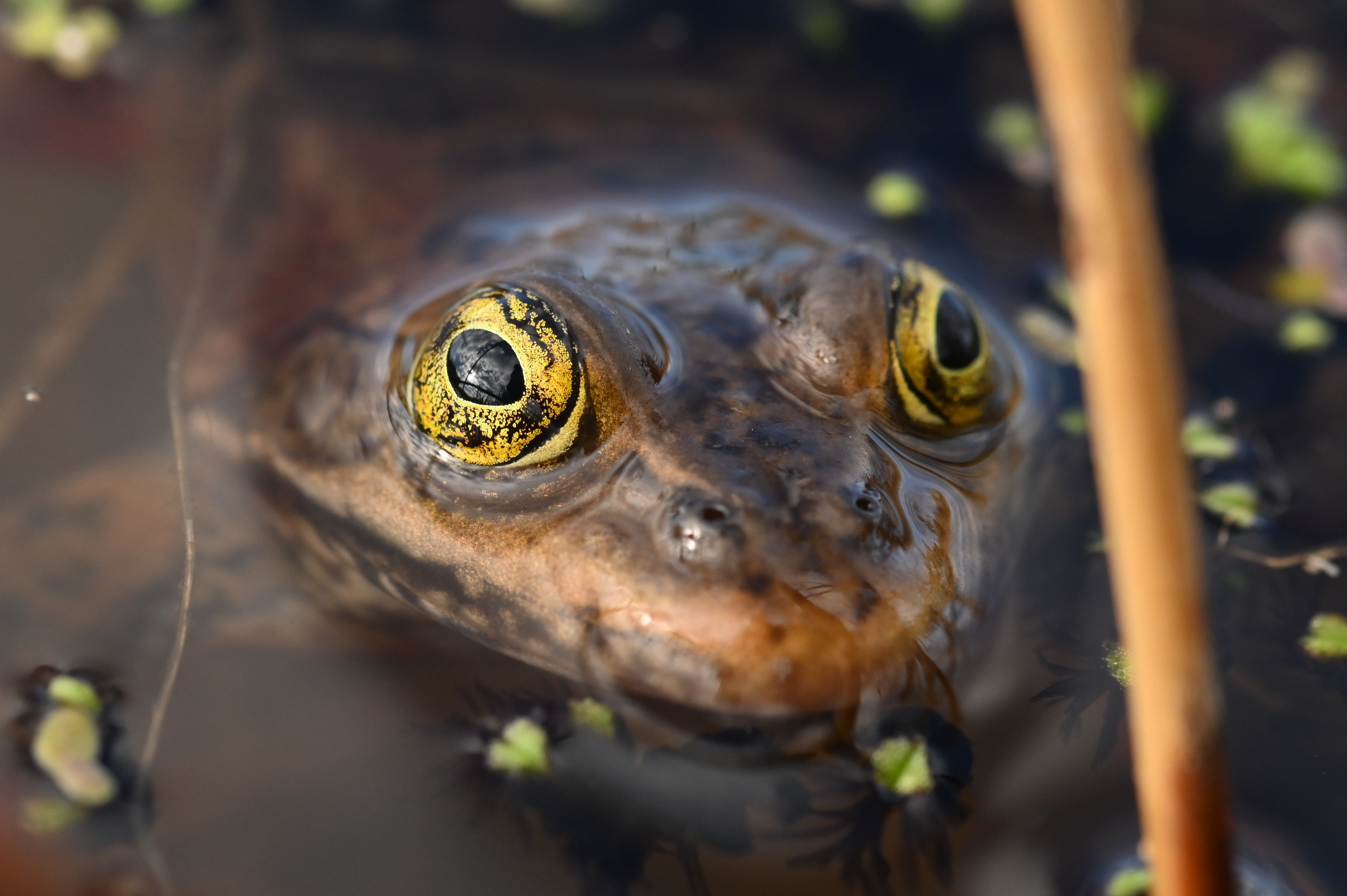 A frog emerges from a pond.