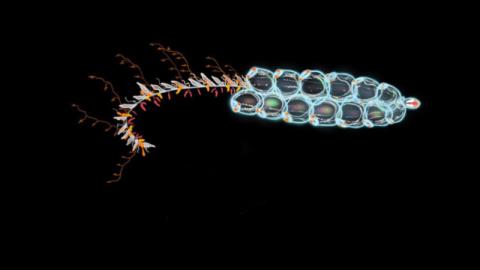 Bumpy, bubble-like structures are seen on a Nanomia bijuga, a marine animal related to jellyfish.