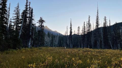 View looking across a subalpine meadow with yellow wildflowers in bloom. The meadow is flanked by trees. In the background, the sun sets behind a jagged mountain peak.  