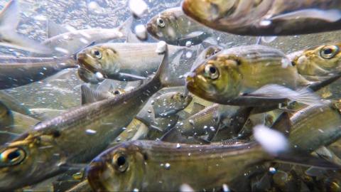 Numerous fish swimming underwater.