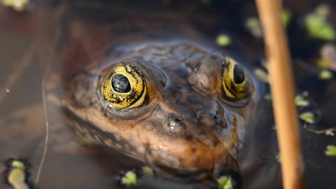 A frog emerges from a pond.