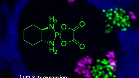 A nucleolus visualized using expansion microscopy, which depicts clusters of green and purple dots on a black and blue background, with a chemical equation imposed on the image.