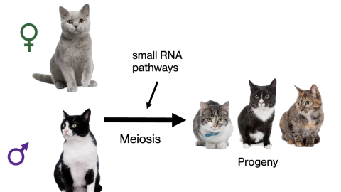 A diagram of cats shows how small RNA pathways contribute to gene expression in offspring