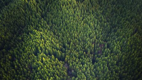 Aerial view of a Douglas fir forest.