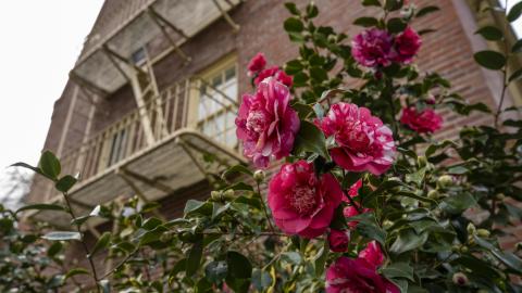 Pink roses bloom in front of a brick campus building. 