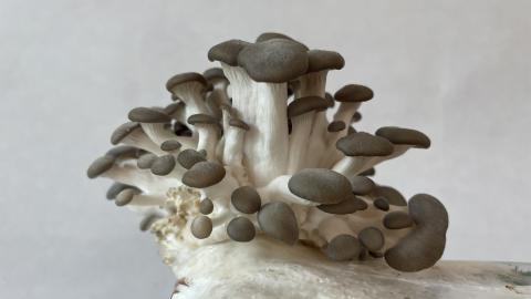 Mushrooms grow on the edge of a wood fiber substrate.