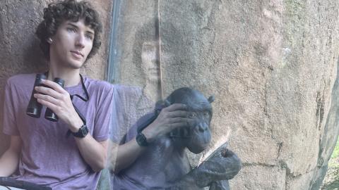 A students sits next to the glass divider of a bonobo enclosures, casting their reflection over a bonobo.
