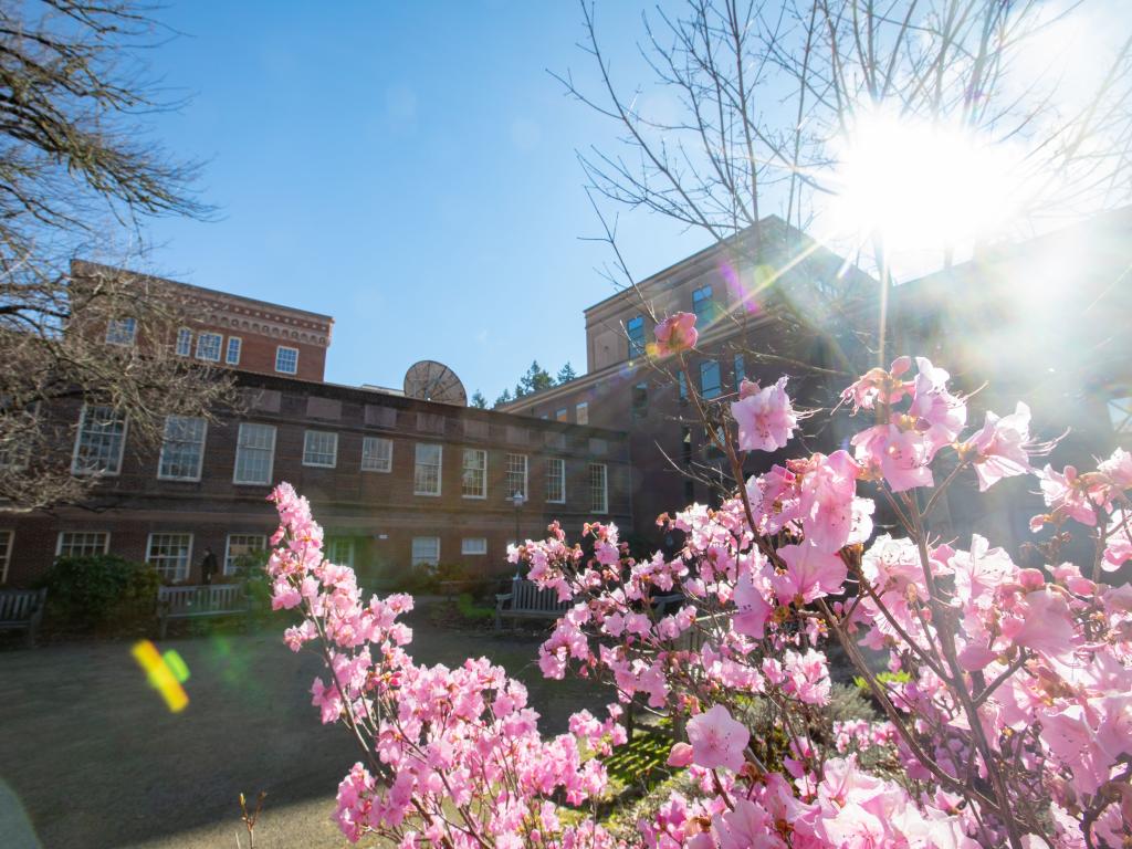 A flowering bush in a beam of sunshine in the foreground, with a brick building on the UO campus in the background.