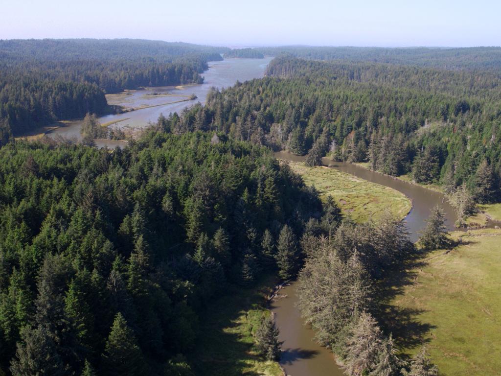 An aerial photo of trees and water at the Coos Bay Estuary.