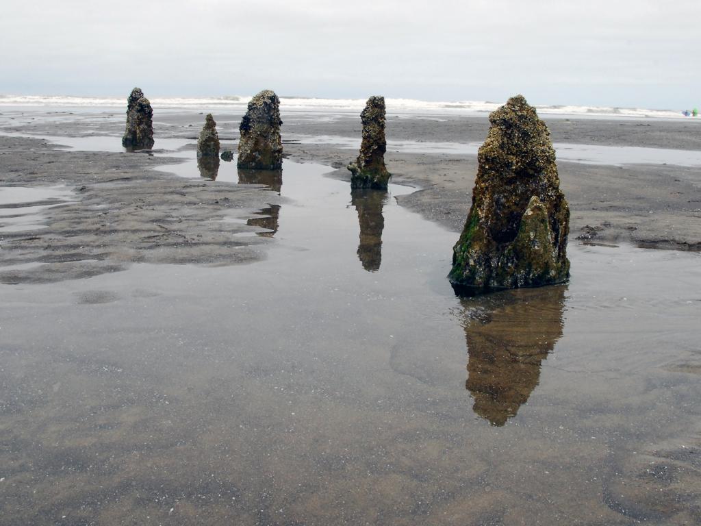 The stump-like remains of trees that were flattened by the tsunami that struck the West Coast more than 400 years ago stand in water on a beach on the Oregon coast.