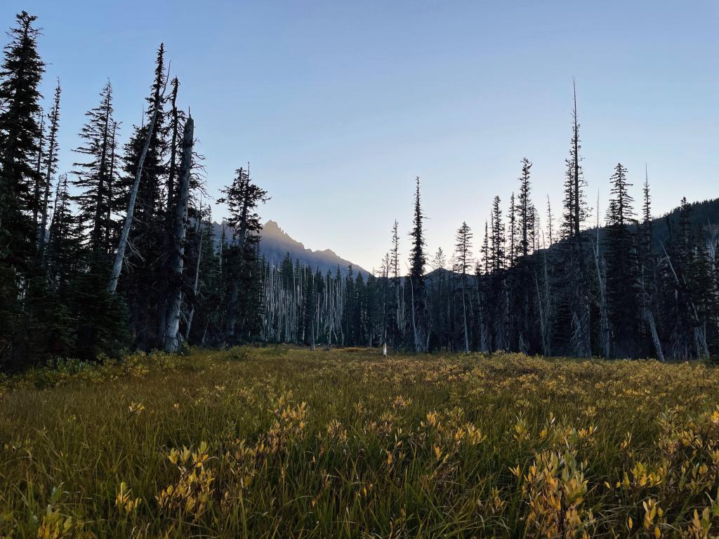 View looking across a subalpine meadow with yellow wildflowers in bloom. The meadow is flanked by trees. In the background, the sun sets behind a jagged mountain peak.  