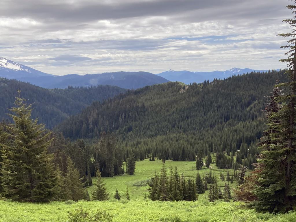 A downward slopping wildflower meadow with pine trees, mountains, and blue sky with clouds beyond.