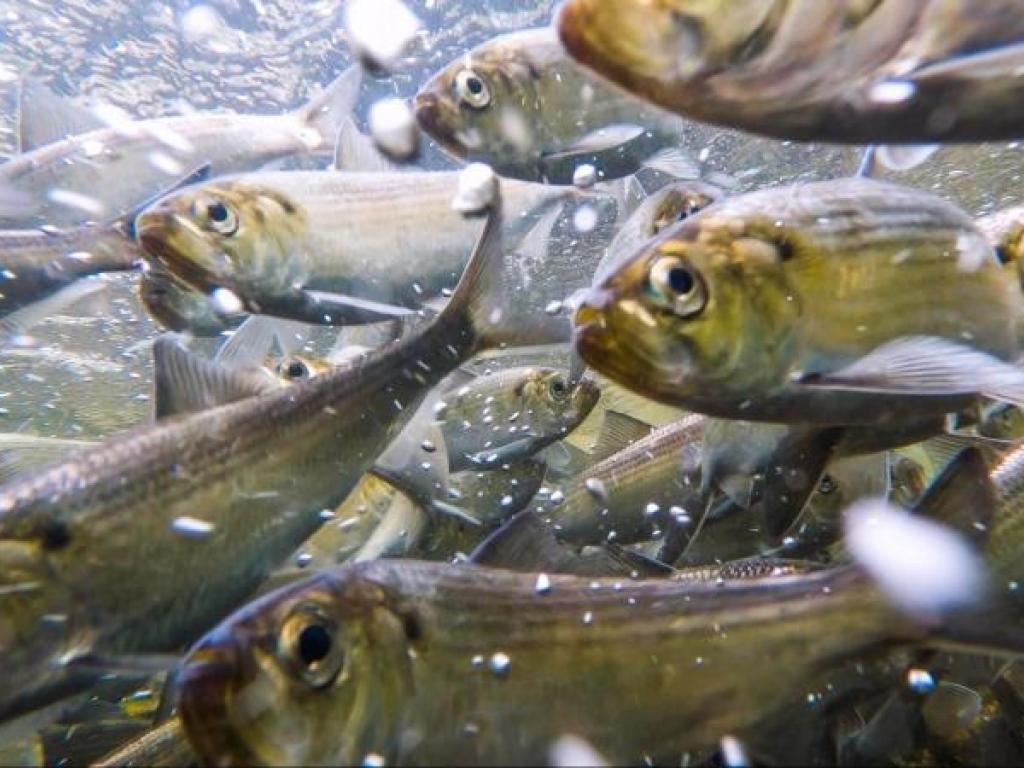 Numerous fish swimming underwater.