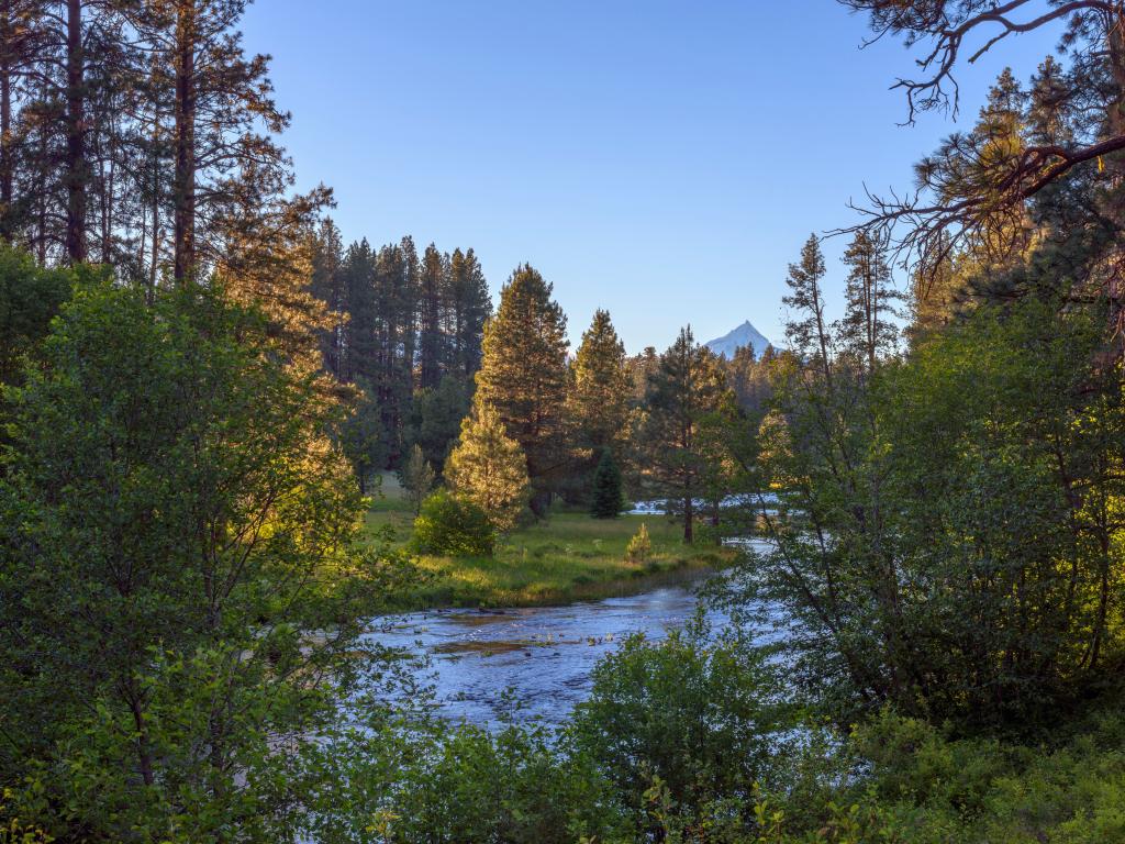 Trees line the shore of the Metolius river on a clear day.