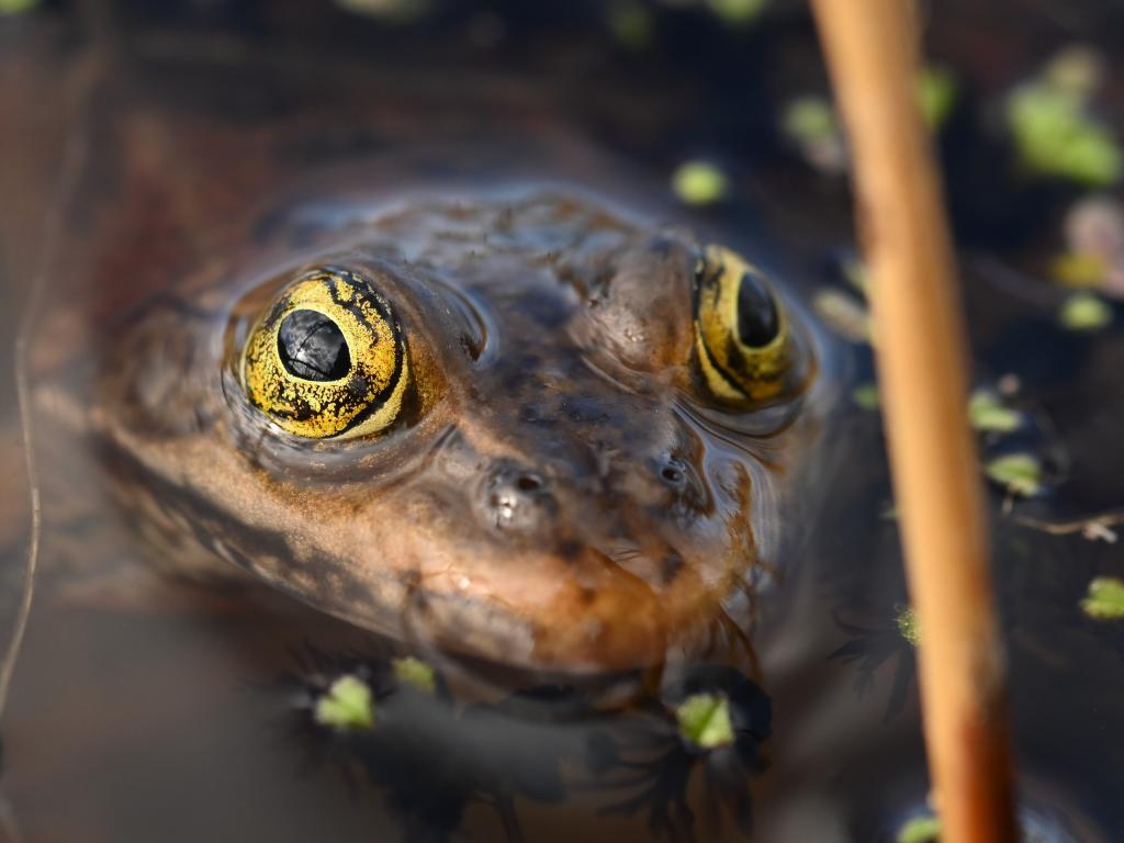 A frog emerges from a pond.