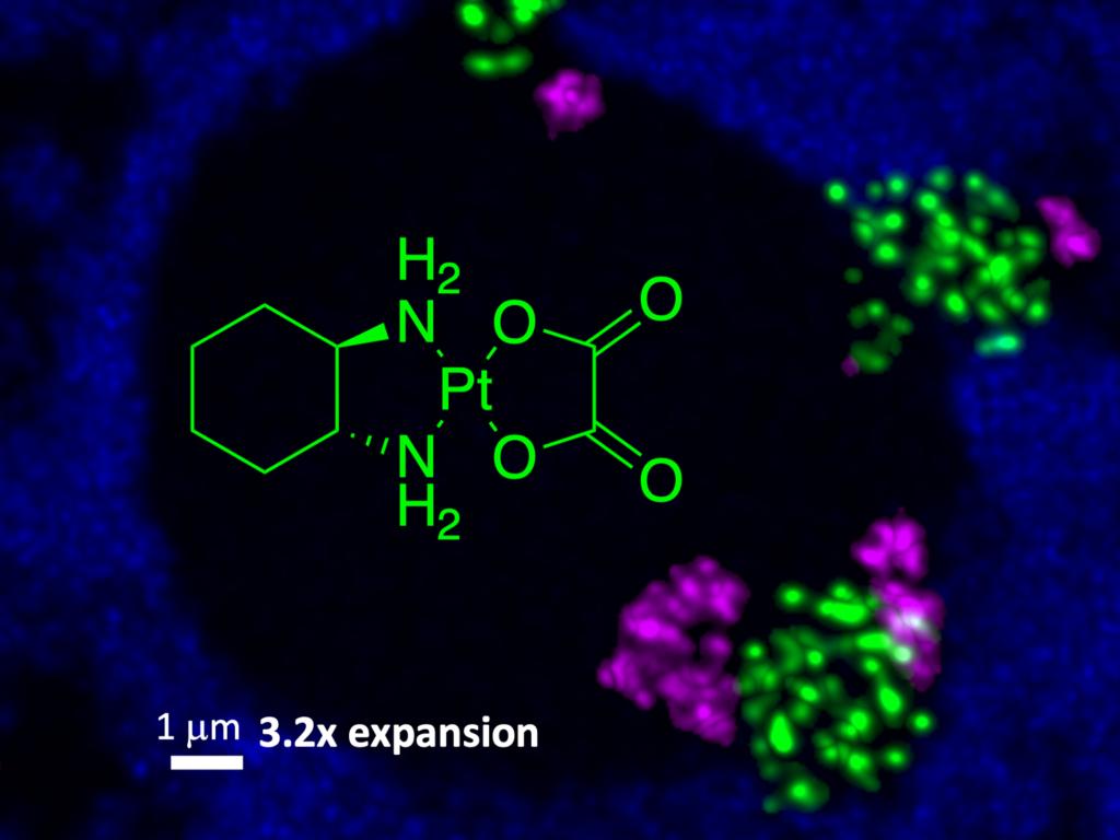 A nucleolus visualized using expansion microscopy, which depicts clusters of green and purple dots on a black and blue background, with a chemical equation imposed on the image.