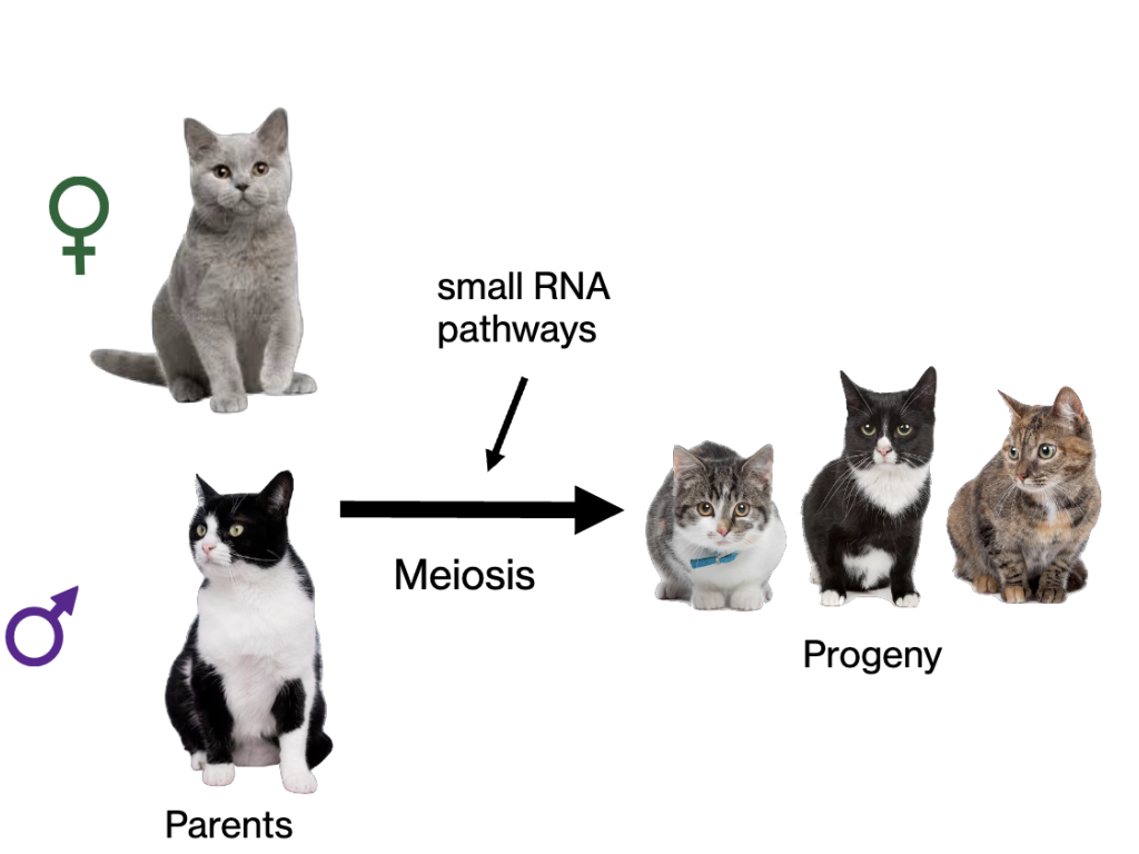 A diagram of cats shows how small RNA pathways contribute to gene expression in offspring