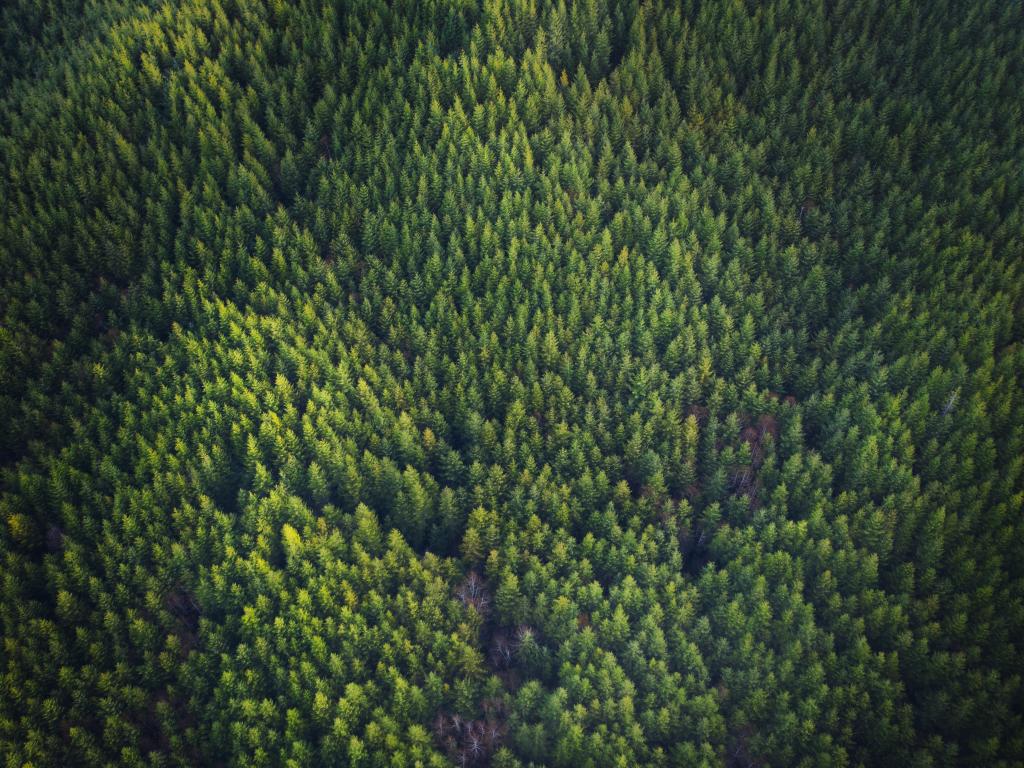 Aerial view of a Douglas fir forest.