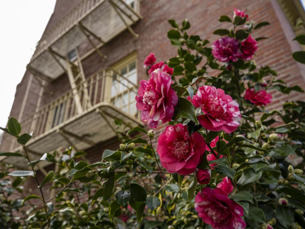 Pink roses bloom in front of a brick campus building.