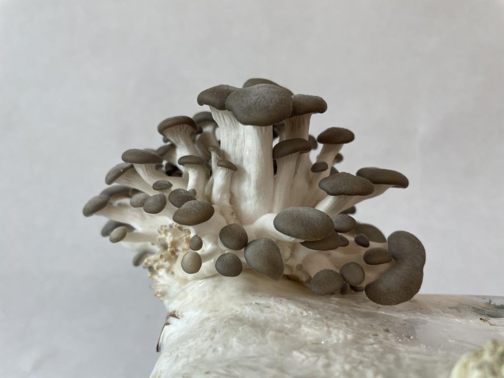 Mushrooms grow on the edge of a wood fiber substrate.