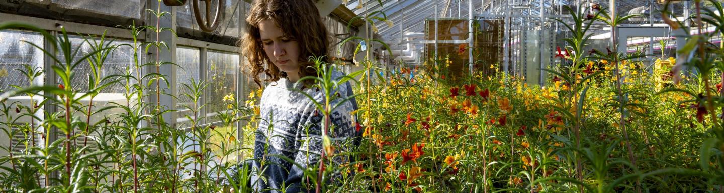 A student stands between rows of flowers in a research greenhouse.