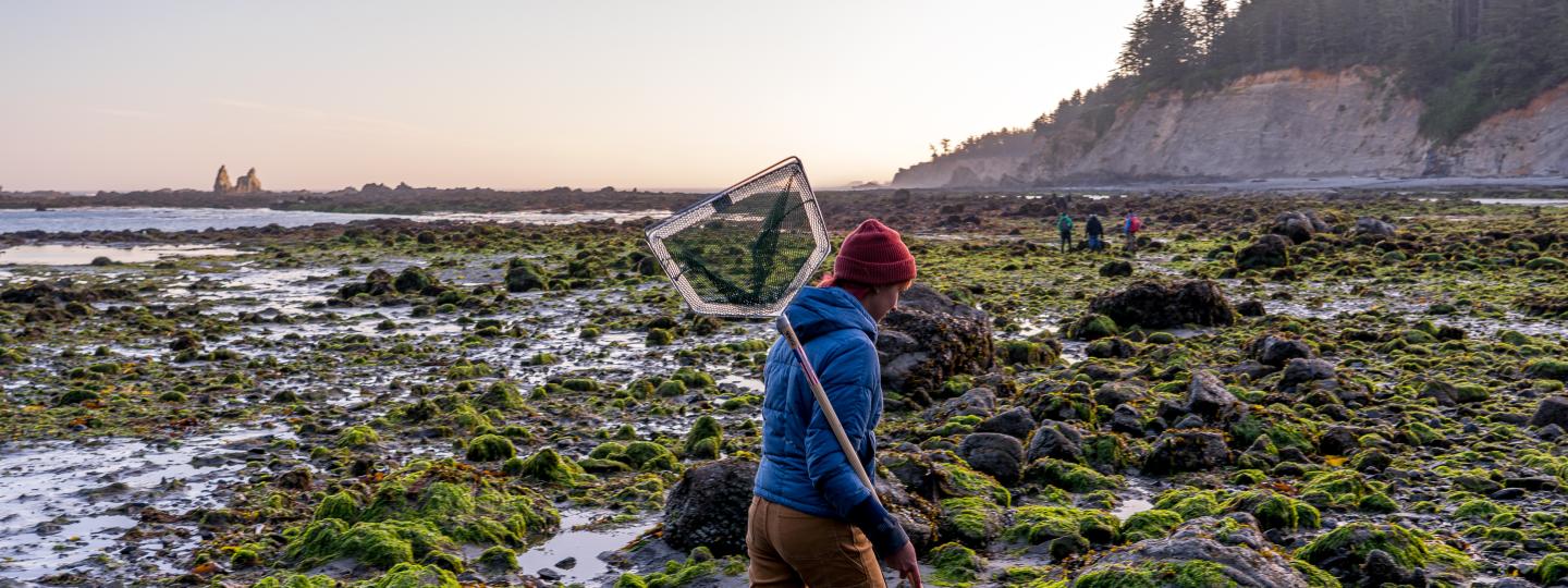 A researcher carrying a net walks across moss covered rocks on a beach during low tide.