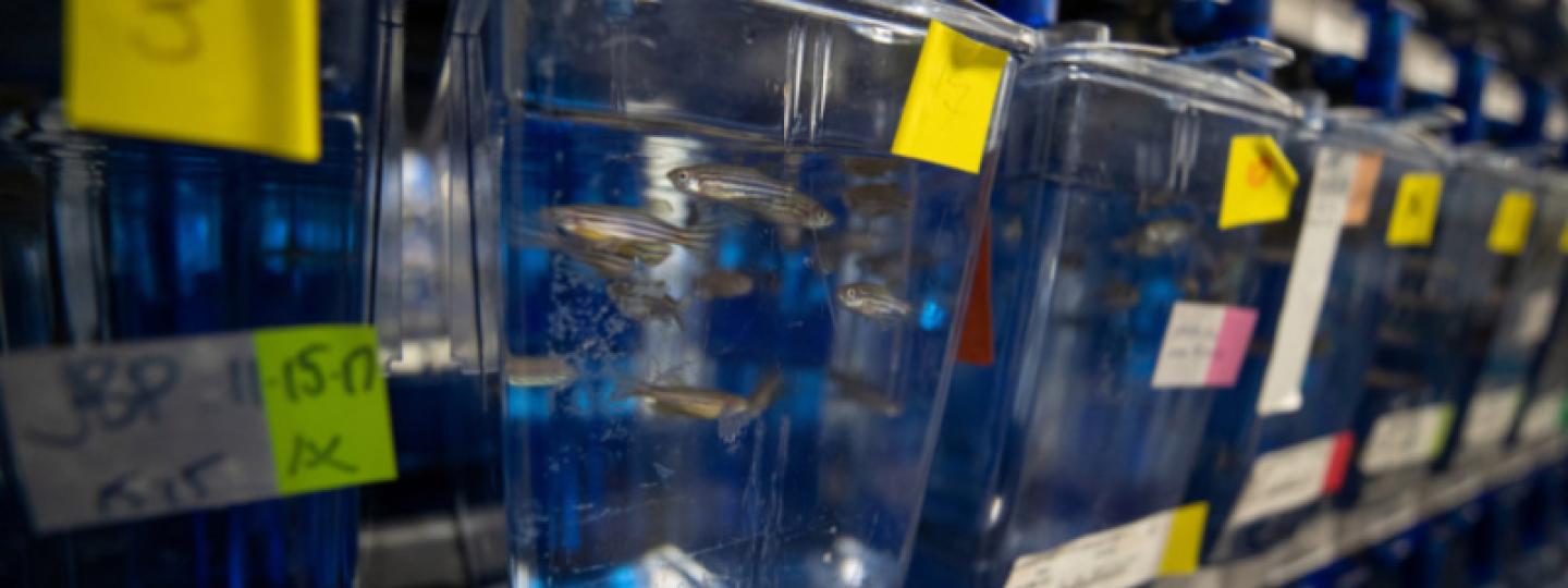 Small Zebrafish tank in row of tanks in lab
