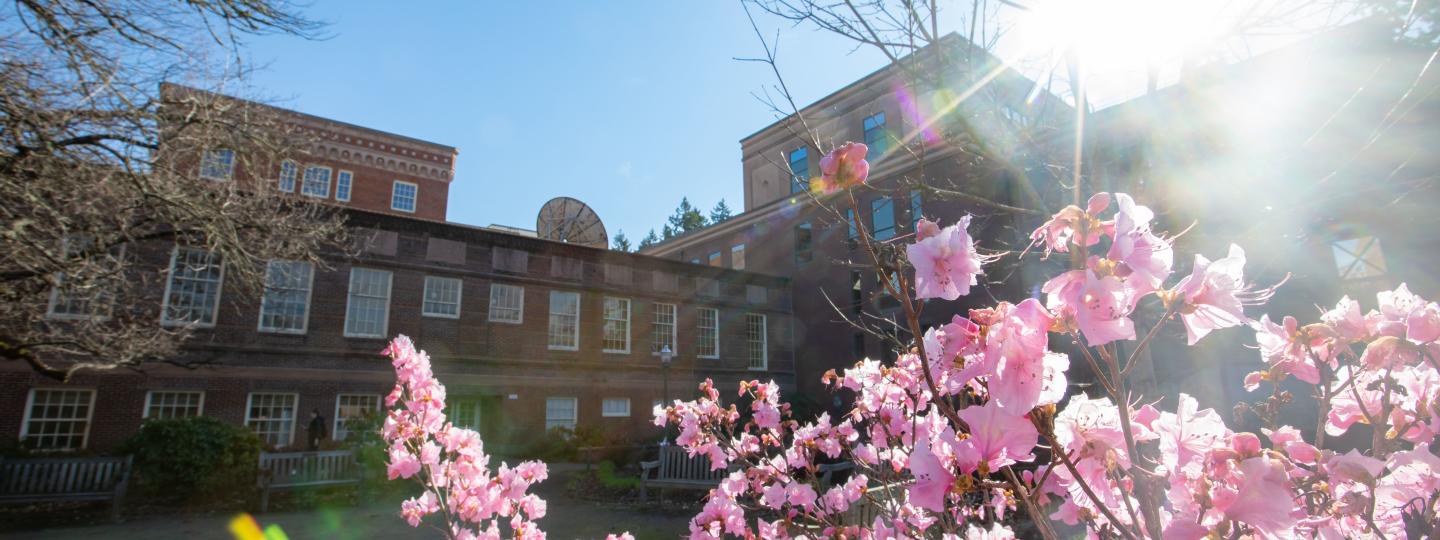 A flowering bush in a beam of sunshine in the foreground, with a brick building on the UO campus in the background.