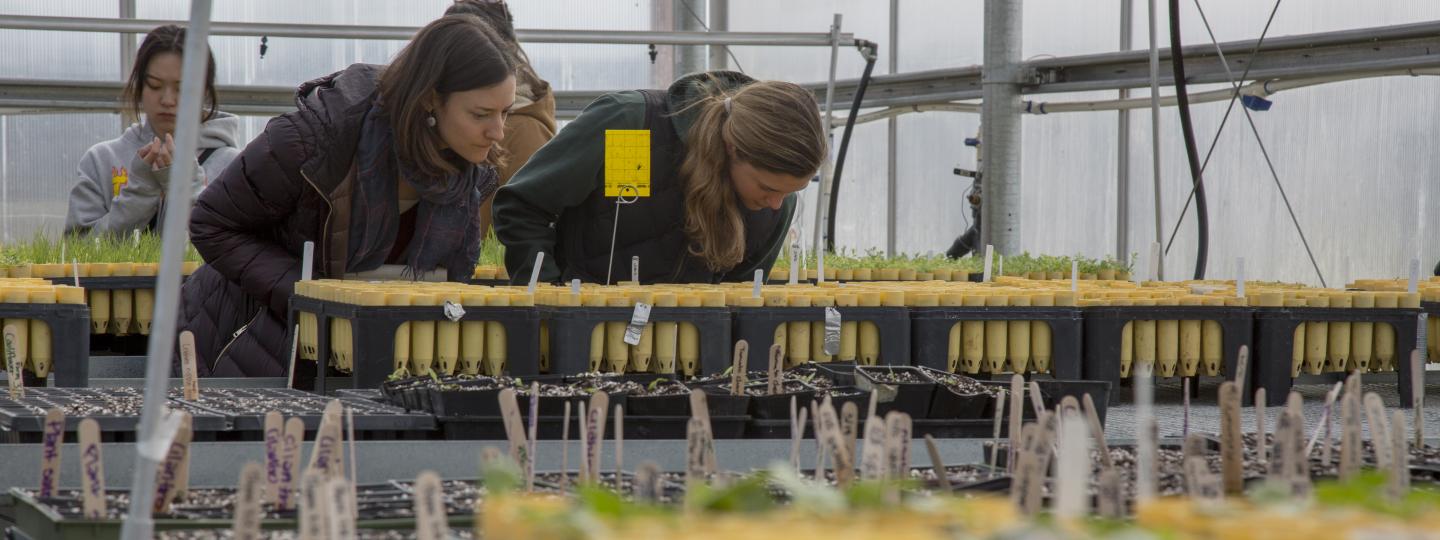 Two students lean over seedlings in a greenhouse. 