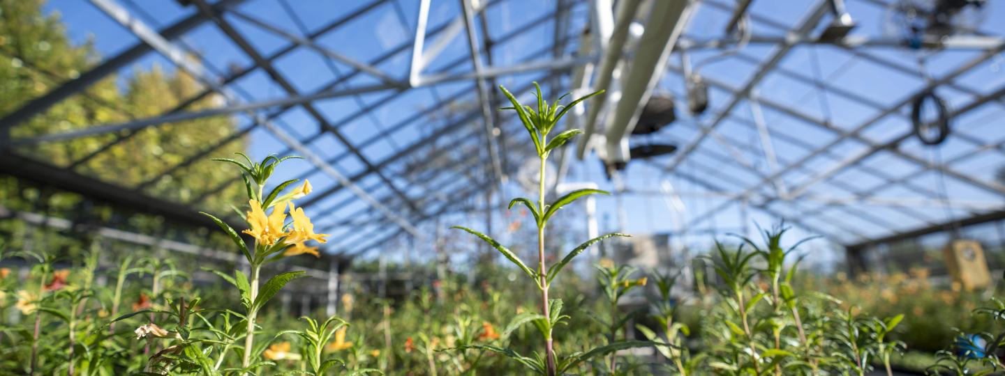 A flower blooms in the UO's research greenhouse facility.