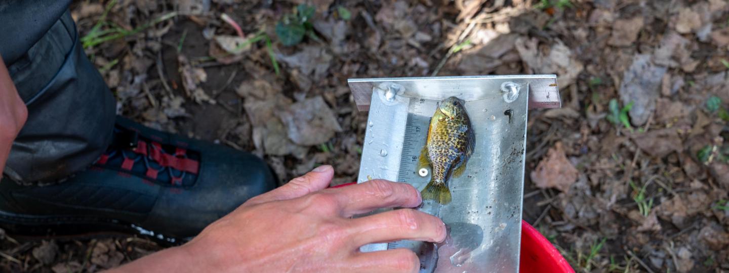 A ruler is used to measure the length of a fish.