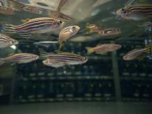 Zebrafish swimming in a tank.