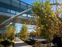 Trees line a sidewalk in front of the Knight Campus building.