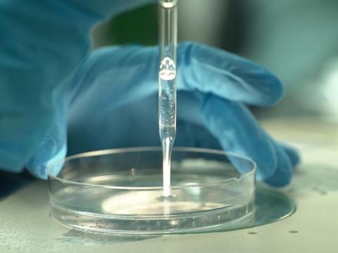 Close up of a gloved hand holding a petri dish steady while a second gloved hand pipettes a clear liquid onto the dish.