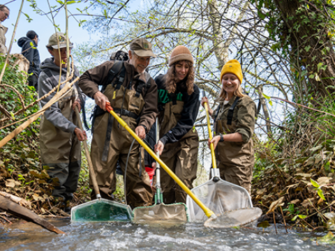 A group of students in waders, use nets to scoop samples out of a creek.