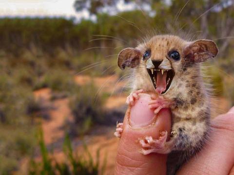 Baby drop bear