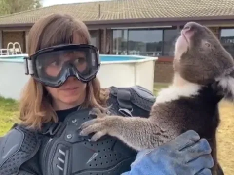 reporter holds drop bear