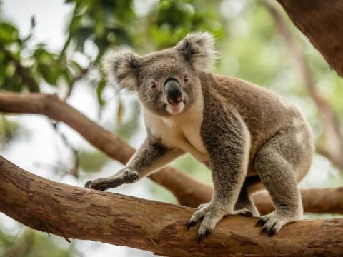 drop bear preparing to attack