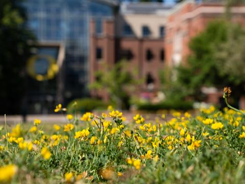 Close up of yellow flowers in front of the Lillis Business Complex.