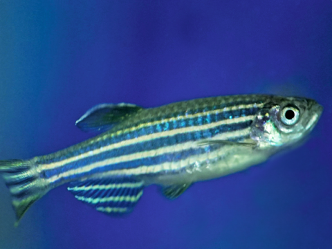 A zebrafish with distinctive horizontal stripes.
