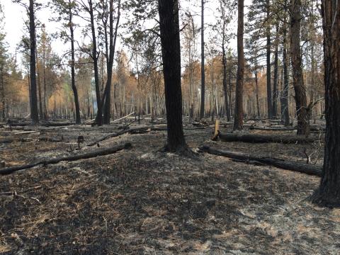 An area of scorched ground and burnt trees.