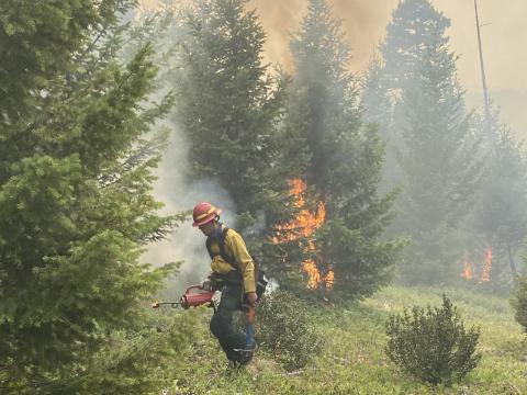 A wildland firefigher walks through a forested area. Flames engulf a tree behind the individual.
