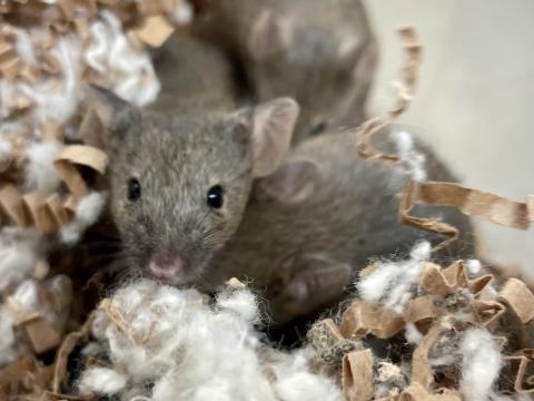 Several mice snuggled in a pile of paper and cotton.