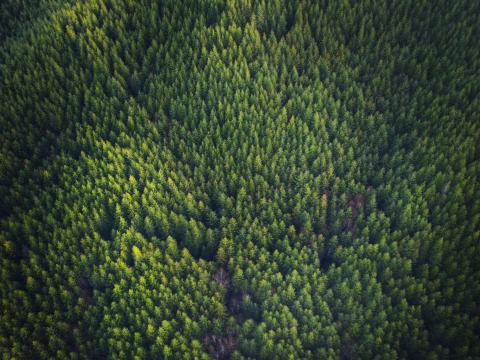 Aerial view of a Douglas fir forest.