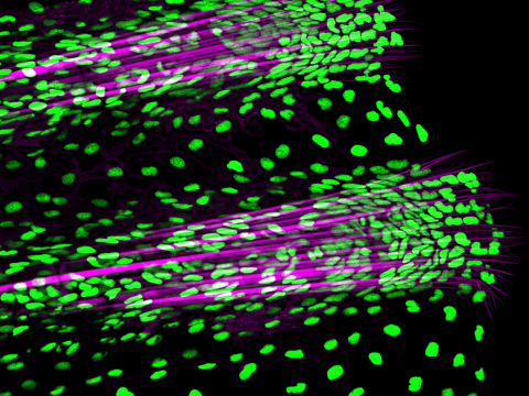 The colorful fin of a zebrafish.